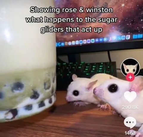 Sugar Gliders Punished by a Jar