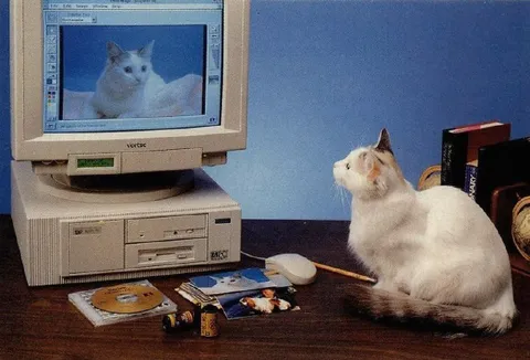 Кот смотрит на кота