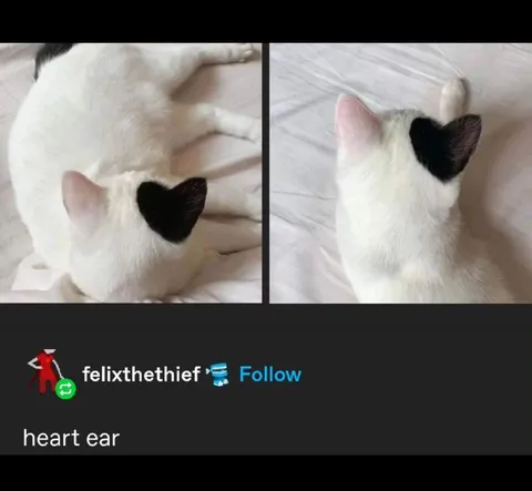 Heart-Eared Cat