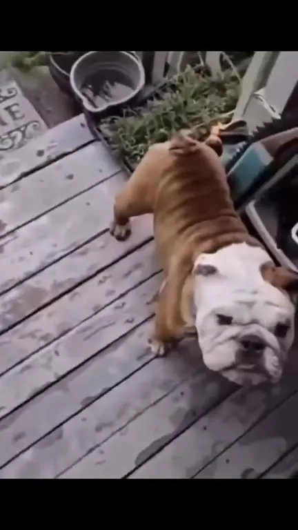 Bulldog Runs Out for the Skateboard