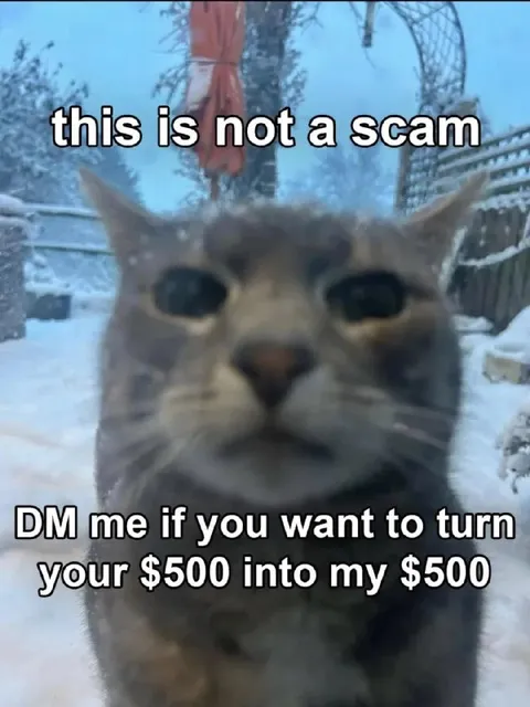 Cat Offers a Scam Investment