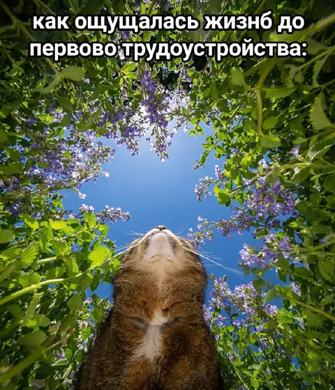 Кот до первого трудоустройства