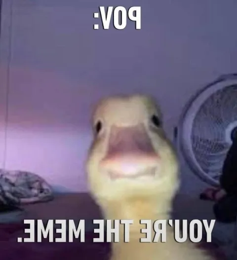 POV You’re the Meme