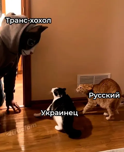 Транс-хохол против русского кота