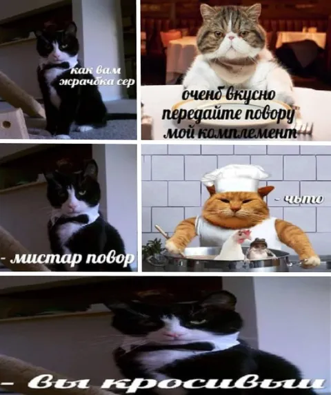 Кот хвалит повара