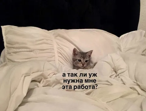 Кот не хочет на работу