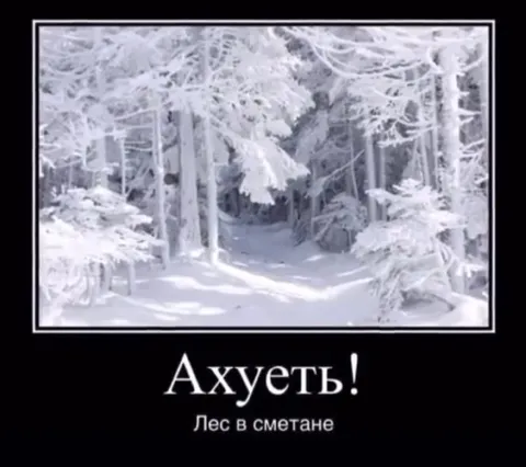 Лес в сметане