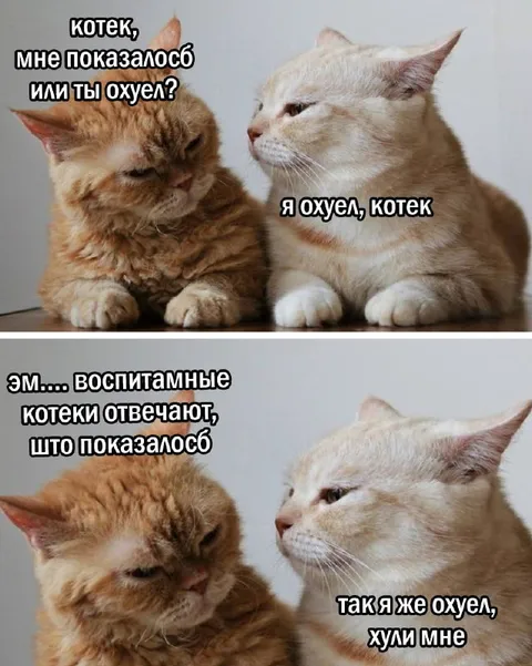 Воспитанные котейки отвечают