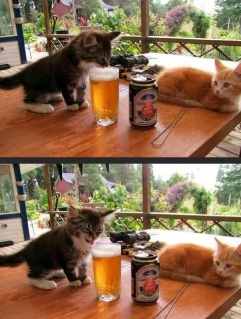Кот пробует пиво за столом