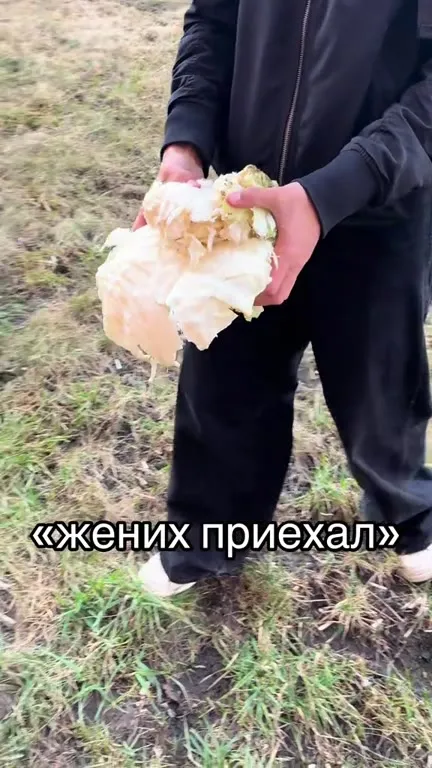 Жених приехал с капустой