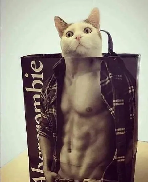 Gato musculoso en bolsa