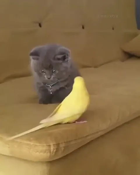 Кот и назойливый попугай