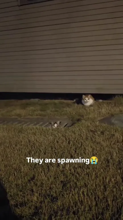 They Are Spawning Kittens