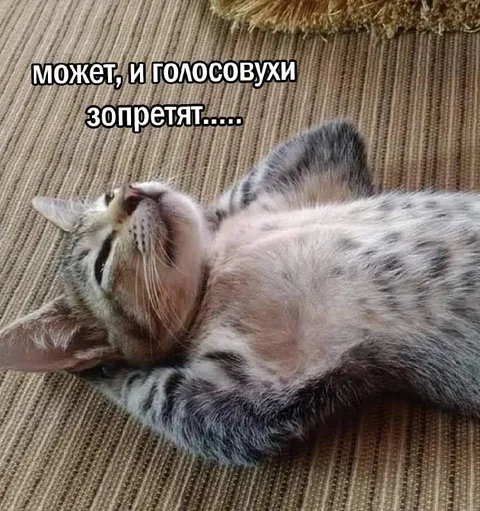 Кот надеется на запрет голосовых
