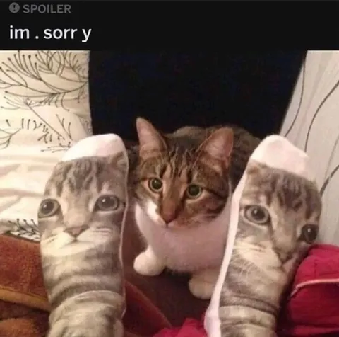 Cat Socks Say I'm Sorry