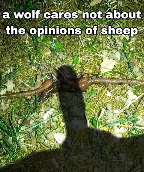 A Wolf Cares Not About Sheep