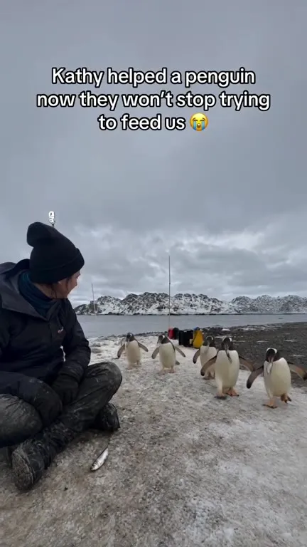 Penguins Keep Trying to Feed Us
