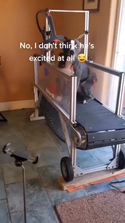 Dog Absolutely Hates the Treadmill