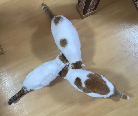 Совет трёх котов