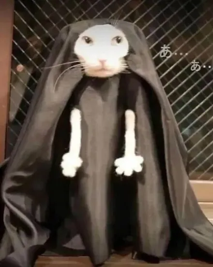 黒い布をかぶったウサギ