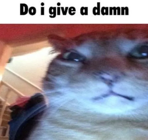 Do I Give a Damn Cat