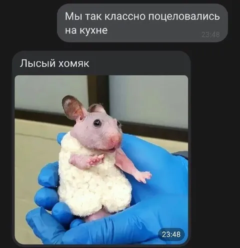 Лысый хомяк после поцелуев