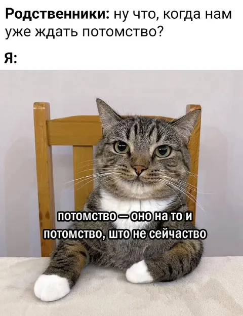 Кот про долгожданное потомство