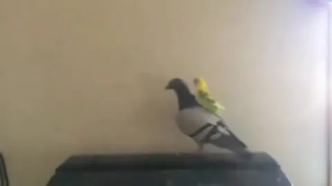 Попугай верхом на голубе