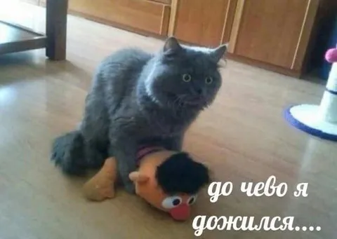 Кот и кукла после жизни
