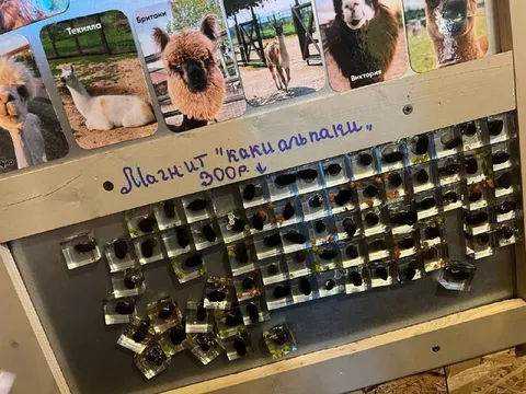 Магнит с каки альпаки