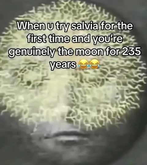 Trying Salvia for the First Time
