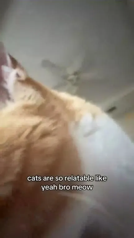 Cats Are So Relatable