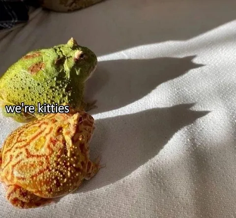 Frogs Pretending to Be Kitties