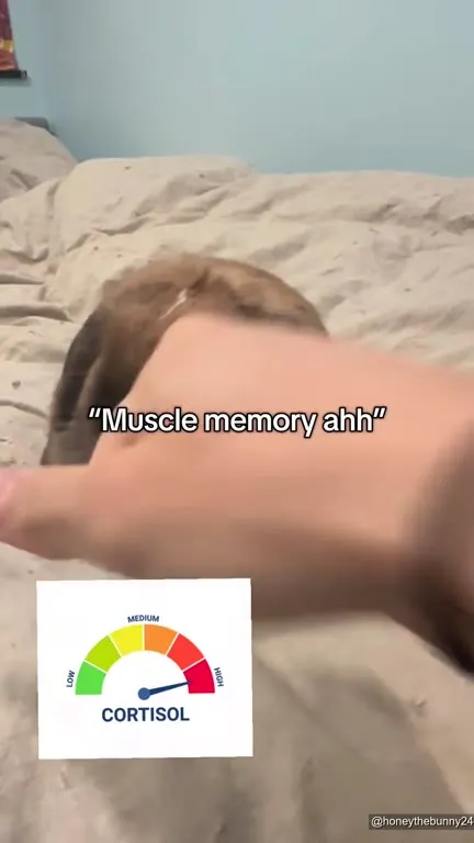 Bunny Muscle Memory