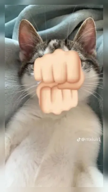 Кот готов дать сдачи