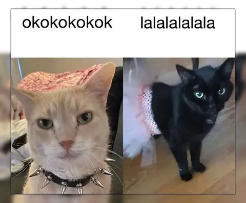 Okay Cat and La La Cat