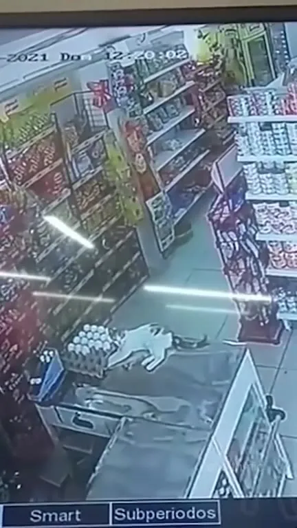 Кот исчезает в магазине