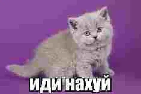 Кот посылает нахуй