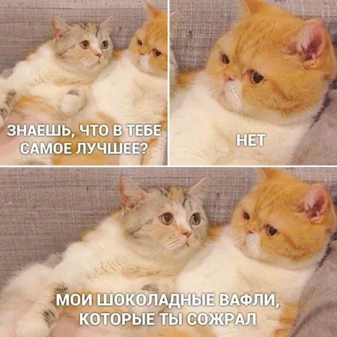 Шоколадные вафли, которые ты съел