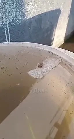 Что это было в воде
