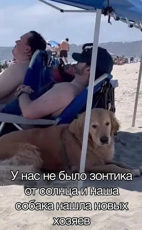 Собака нашла новых хозяев