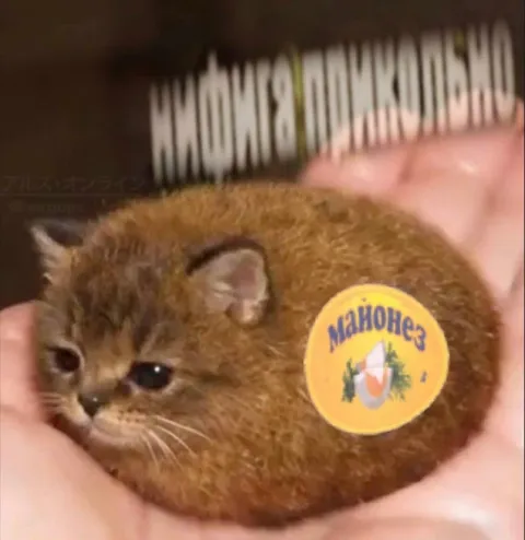 Кот с майонезом