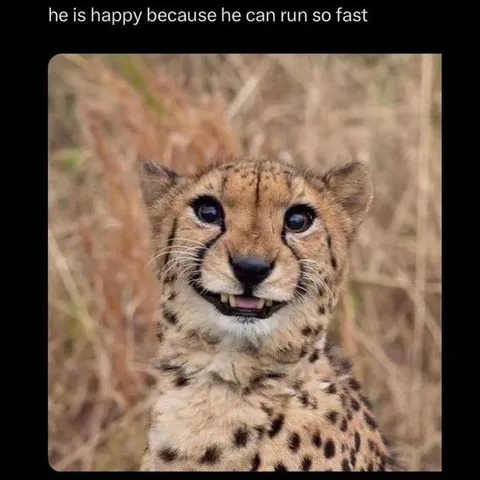 Happy Cheetah Runs Fast