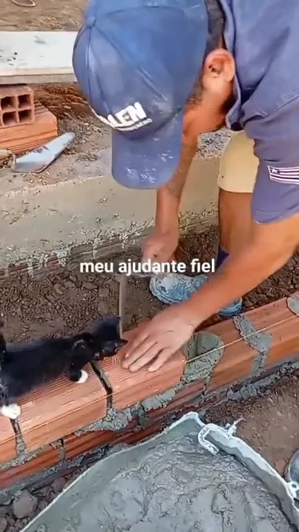 Gato ajudante na obra