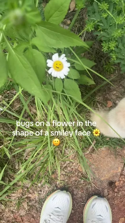 Smiley Face Flower Discovery