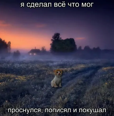 Кот сделал всё возможное