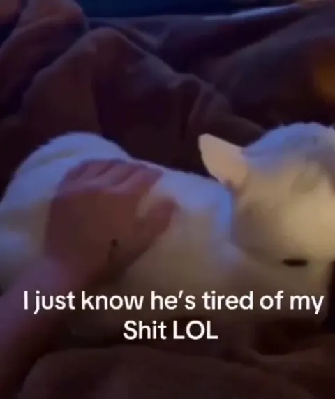 Cat Is Tired of My Shit