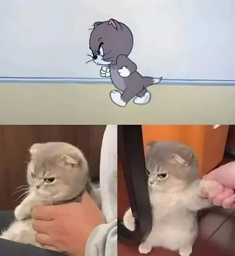 Сердитый кот идёт выяснять отношения