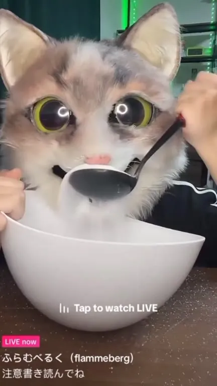 Кот читает предупреждение