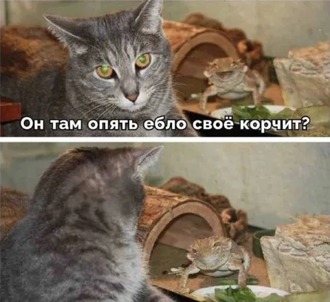 Кот снова корчит ебло